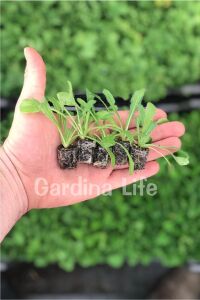 Deniz Lavantası  Fidesi Lavender 5 Adet ( Statice Limonium ) - 2