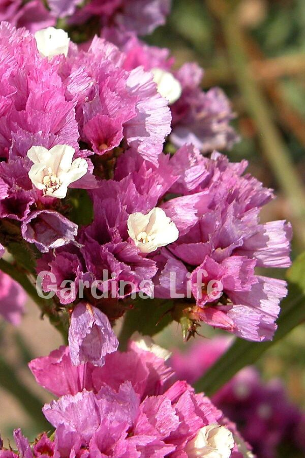 Deniz Lavantası Çiçeği Fidesi Rose 5 Adet ( Statice Limonium ) - 