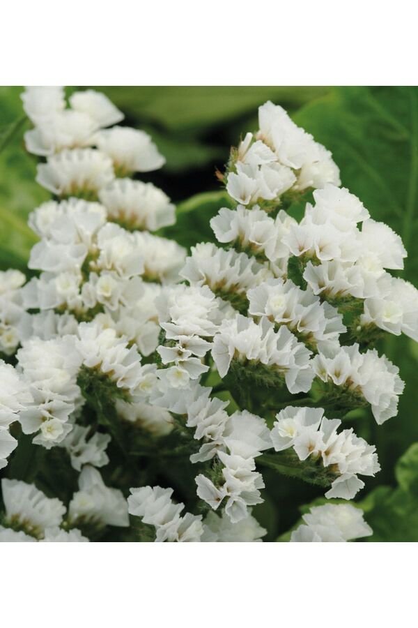 Deniz Lavantası Çiçeği Fidesi White 5 Adet ( Statice Limonium ) - Gardina
