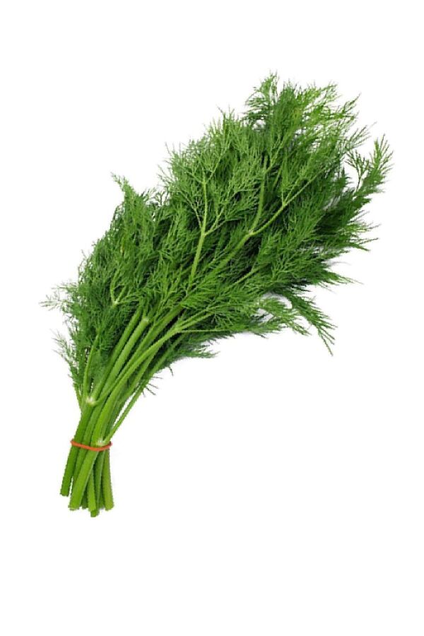 Dereotu Fidesi 10 Adet - 