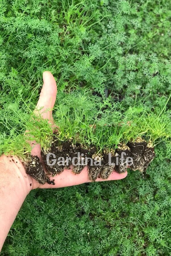 Dereotu Fidesi 10 Adet - Gardina