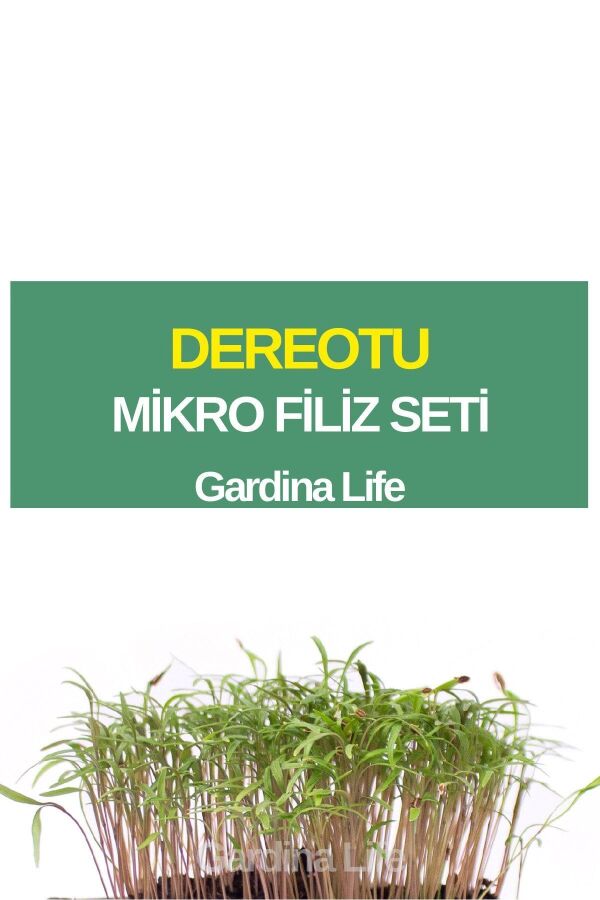 Dereotu Mikro Filiz Seti - 