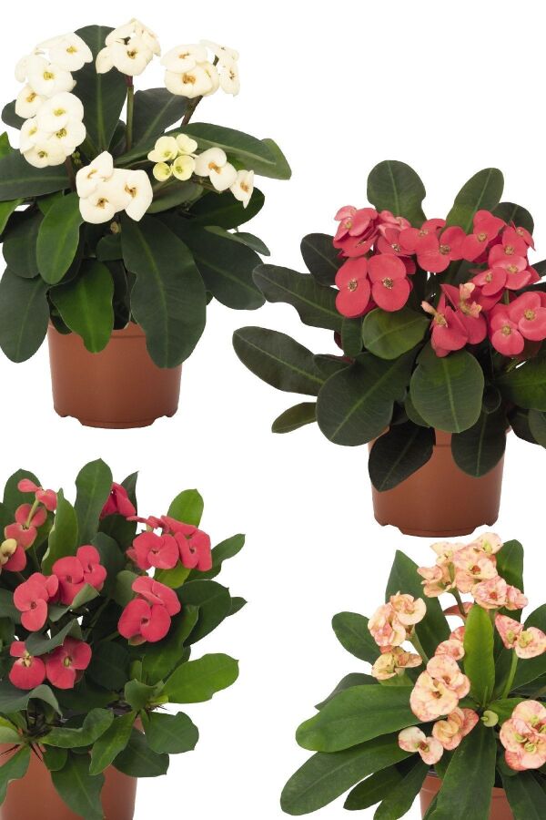 Dikenler Tacı Fidesi 4 Farklı Renk( Euphorbia Milii ) Mıx 4 Adet - 