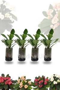 Dikenler Tacı Fidesi 4 Farklı Renk( Euphorbia Milii ) Mıx 4 Adet - 2