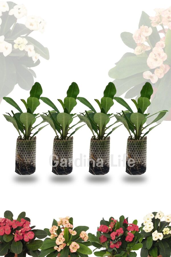 Dikenler Tacı Fidesi 4 Farklı Renk( Euphorbia Milii ) Mıx 4 Adet - 2