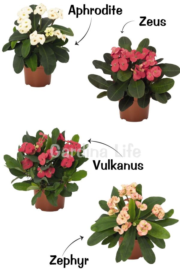 Dikenler Tacı Fidesi 4 Farklı Renk( Euphorbia Milii ) Mıx 4 Adet - 3