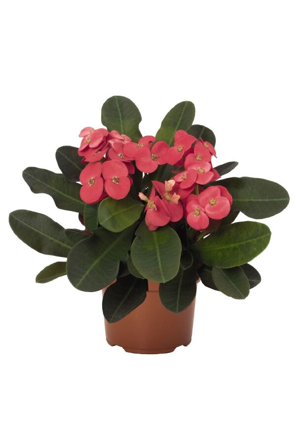 Dikenler Tacı Fidesi 4 Farklı Renk( Euphorbia Milii ) Mıx 4 Adet - 4