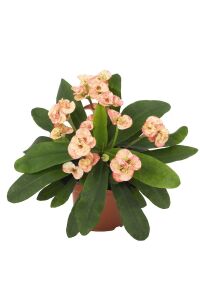 Dikenler Tacı Fidesi 4 Farklı Renk( Euphorbia Milii ) Mıx 4 Adet - 5