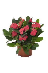 Dikenler Tacı Fidesi 4 Farklı Renk( Euphorbia Milii ) Mıx 4 Adet - 6