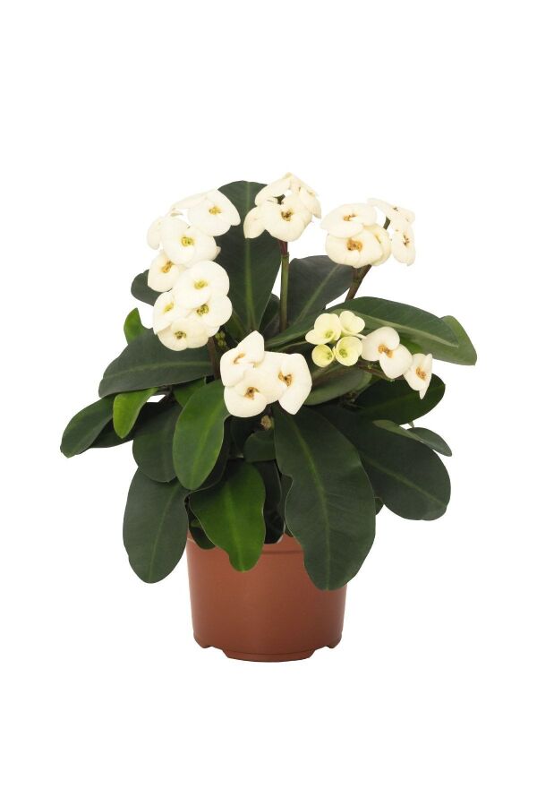 Dikenler Tacı Fidesi 4 Farklı Renk( Euphorbia Milii ) Mıx 4 Adet - 7