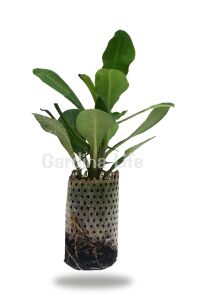 Dikenler Tacı Fidesi ( Euphorbia Milii ) Aphrotide - 2