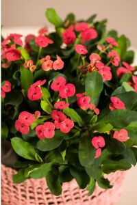 Dikenler Tacı Fidesi ( Euphorbia Milii ) Vulkanus - 3