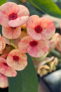 Dikenler Tacı Fidesi ( Euphorbia Milii ) Zephyr - 3