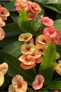Dikenler Tacı Fidesi ( Euphorbia Milii ) Zephyr - 4