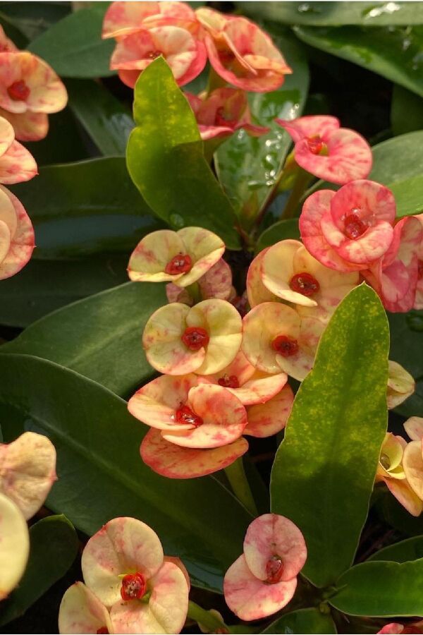 Dikenler Tacı Fidesi ( Euphorbia Milii ) Zephyr - 4