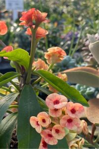 Dikenler Tacı Fidesi ( Euphorbia Milii ) Zephyr - 5