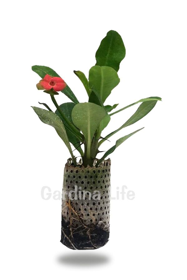 Dikenler Tacı Fidesi ( Euphorbia Milii ) Zeus - 