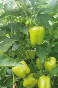Dolma Biber Fidesi 5 Adet - 2