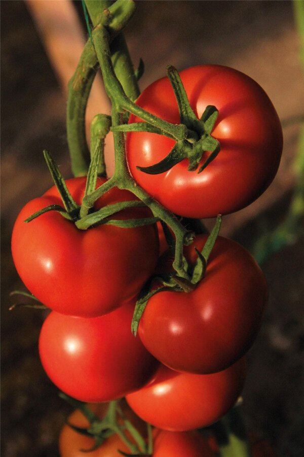 Domates Fidesi Tane Yüksek Verimli 5 Adet - Gardina