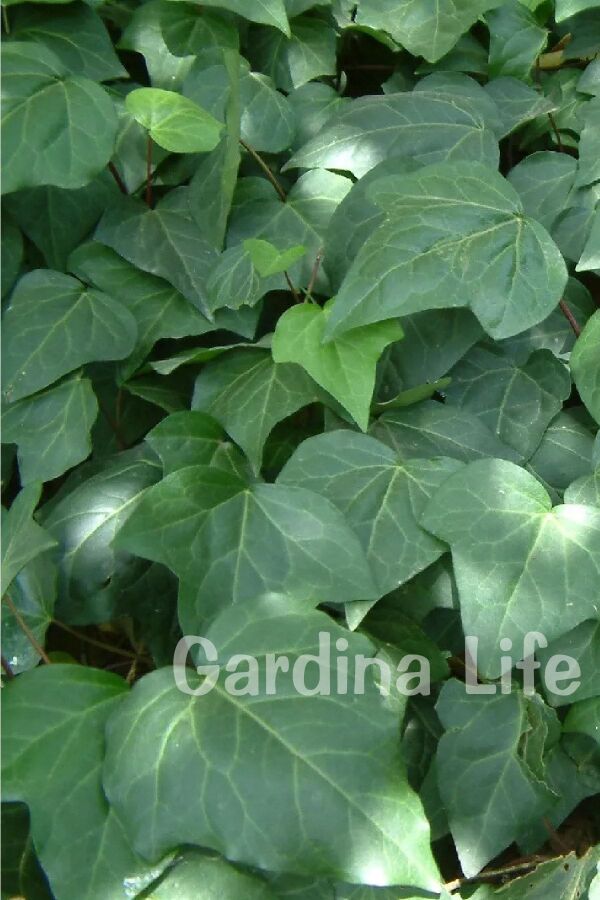 Duvar Sarmaşığı Fidanı ( Hedera Helix ) - 