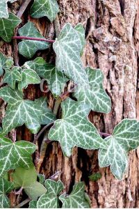 Duvar Sarmaşığı Fidanı ( Hedera Helix ) - 1