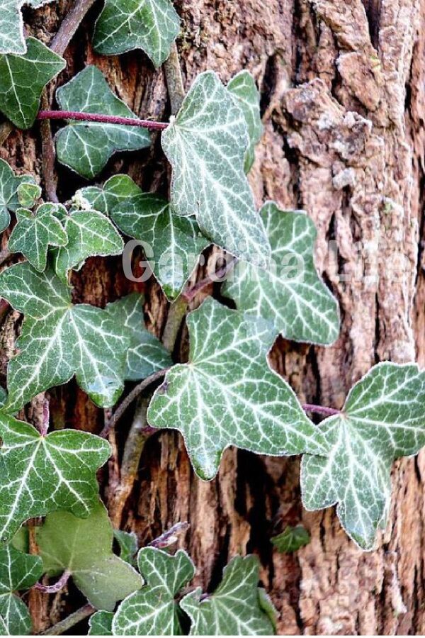 Duvar Sarmaşığı Fidanı ( Hedera Helix ) - Gardina