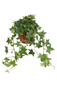 Duvar Sarmaşığı Fidanı ( Hedera Helix ) - 2