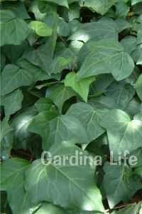 Duvar Sarmaşığı Fidanı ( Hedera Helix ) - 3