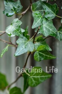 Duvar Sarmaşığı Fidanı ( Hedera Helix ) - 4