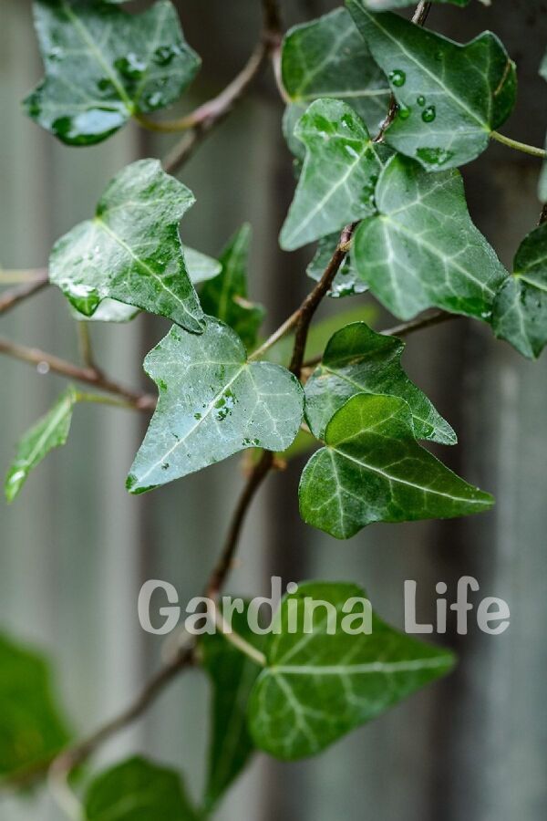 Duvar Sarmaşığı Fidanı ( Hedera Helix ) - 4