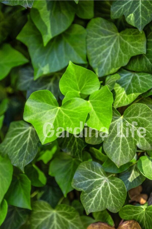 Duvar Sarmaşığı Fidanı ( Hedera Helix ) - 5