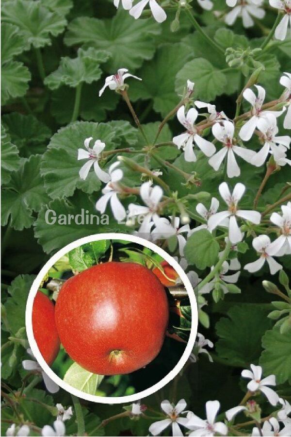 Elma Kokulu Sardunya Fidesi Yoğun Kokulu ( Pelargonium Species Odorata ) Apple 1 Adet - Gardina