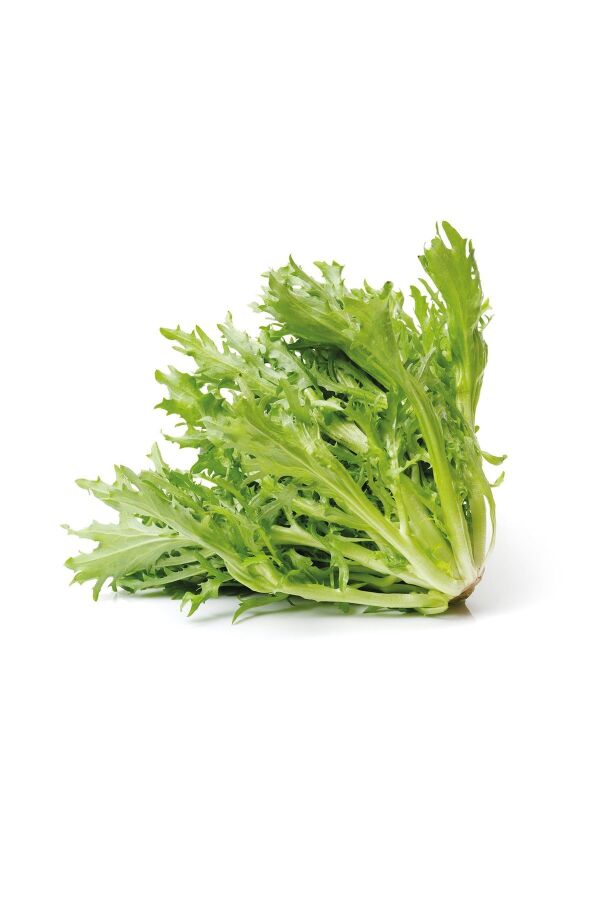 Endivyen Marul Fidesi 10 Adet - Gardina