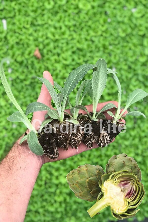 Enginar Fidesi 5 Adet - Gardina