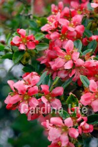 Eskalonya  Fidanı ( Escallonia Rubra Red Dream ) - 1
