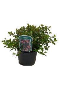 Eskalonya  Fidanı ( Escallonia Rubra Red Dream ) - 2