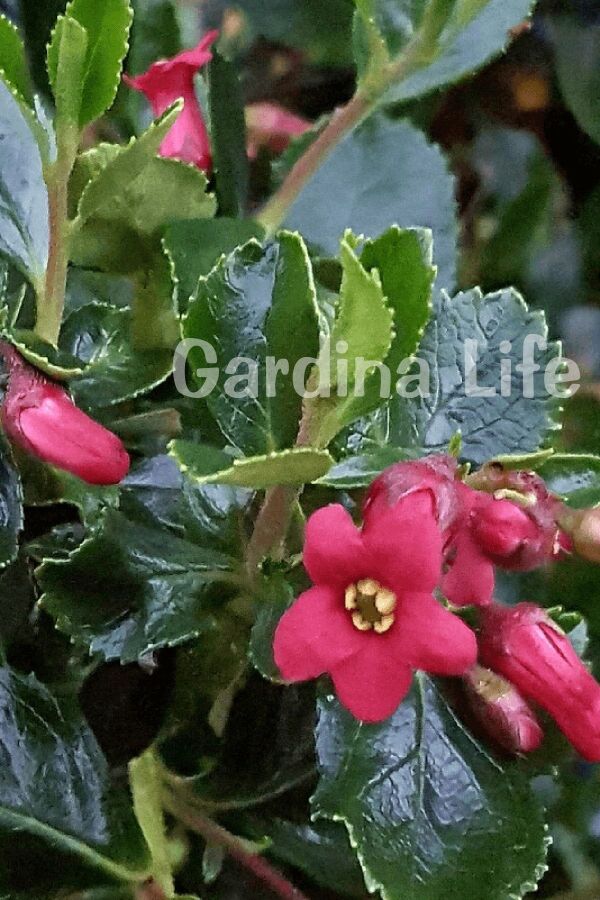 Eskalonya  Fidanı ( Escallonia Rubra Red Dream ) - 3