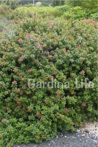 Eskalonya  Fidanı ( Escallonia Rubra Red Dream ) - 4