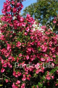 Eskalonya  Fidanı ( Escallonia Rubra Red Dream ) - 5
