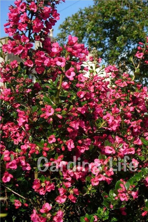 Eskalonya  Fidanı ( Escallonia Rubra Red Dream ) - 5