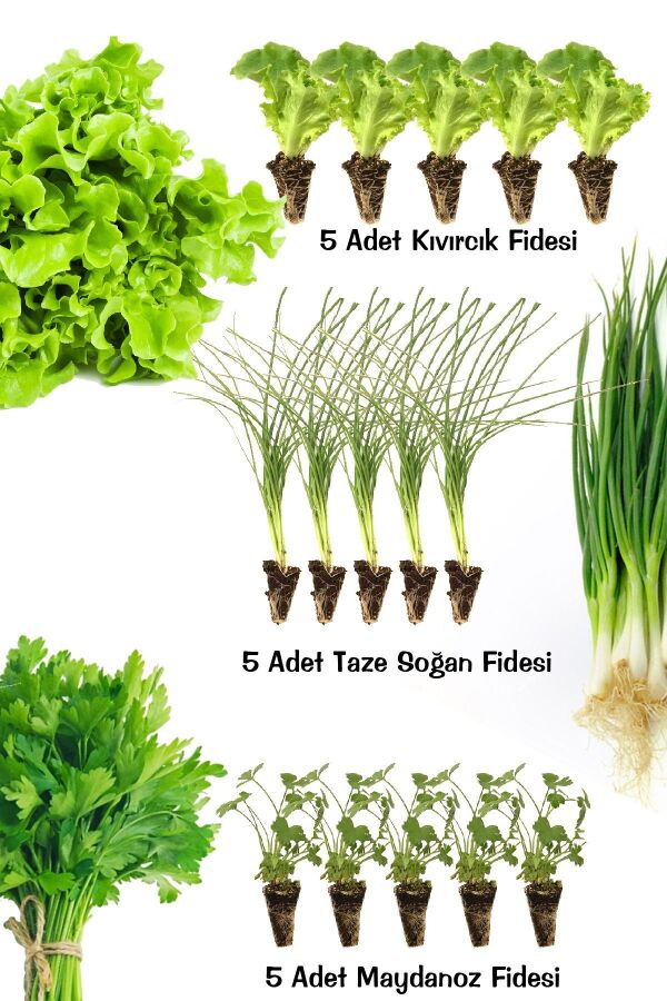 Fide Seti Maydanoz -kıvırcık Marul - Taze Soğan 15 Adet - Gardina