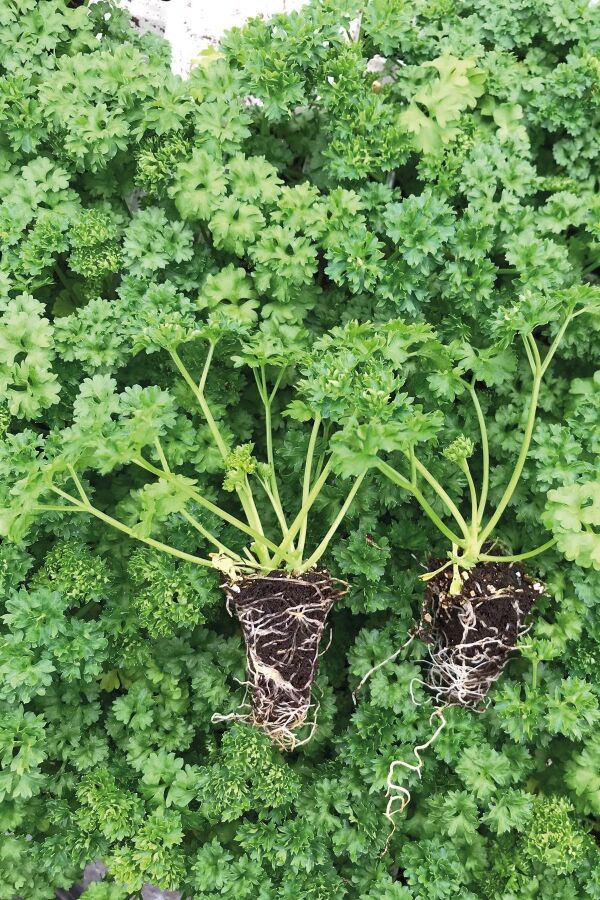 Frenk Maydanoz Fidesi ( Kıvırcık Maydanoz ) 20 Adet FI00000055021, one size - 