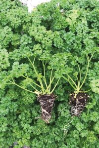 Frenk Maydanoz Fidesi ( Kıvırcık Maydanoz ) 20 Adet - 1