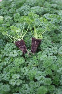 Frenk Maydanoz Fidesi ( Kıvırcık Maydanoz ) 20 Adet - 2