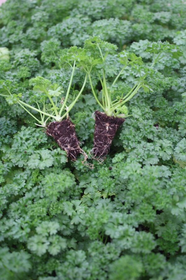 Frenk Maydanoz Fidesi ( Kıvırcık Maydanoz ) 20 Adet - 2