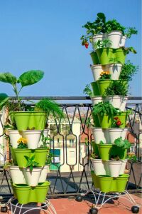 Frenk Maydanoz Fidesi ( Kıvırcık Maydanoz ) 20 Adet - 4