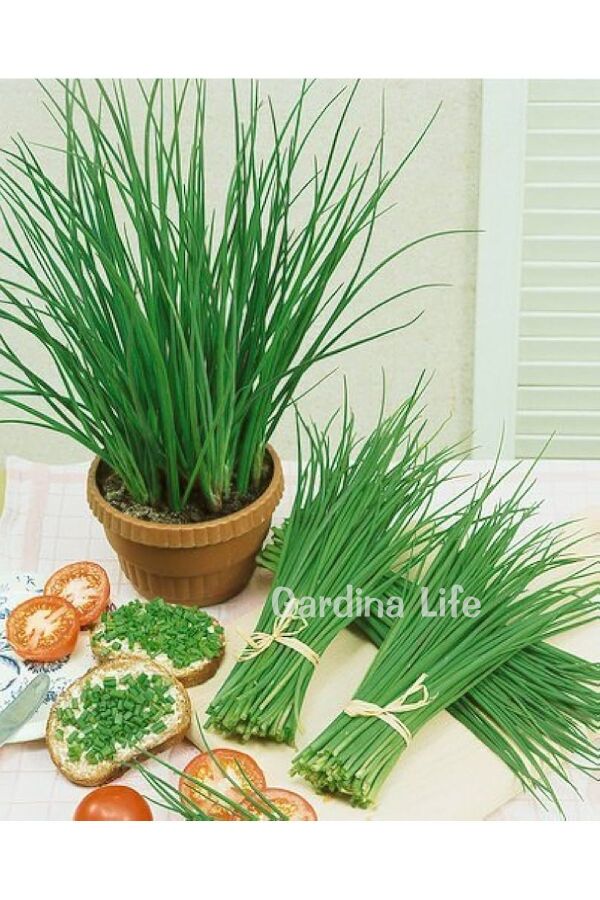 Frenk Soğan Fidesi Chives 10 Adet - Gardina
