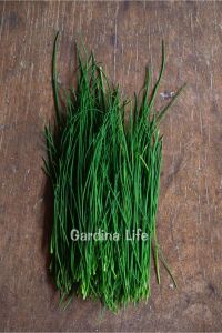 Frenk Soğan Fidesi Chives 10 Adet - 2