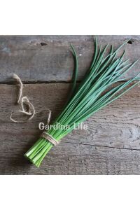 Frenk Soğan Fidesi Chives 10 Adet - 4