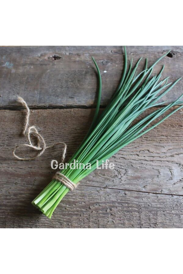Frenk Soğan Fidesi Chives 10 Adet - 4